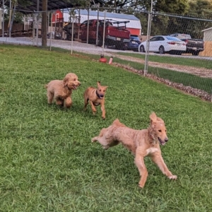 pupsocial